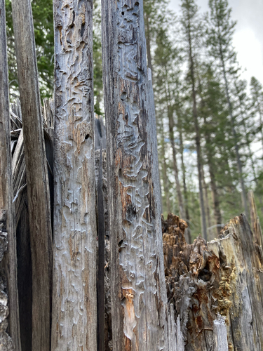 iNaturalist observation photo of Lady, Fungus, Scavenger, and Bark Beetles