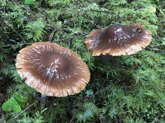 Cortinarius seidliae