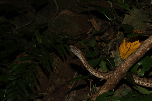 Elegant pitviper