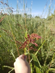 Sorghinae