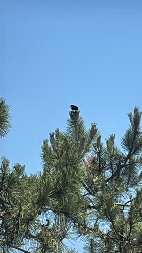 Red-winged Blackbird
