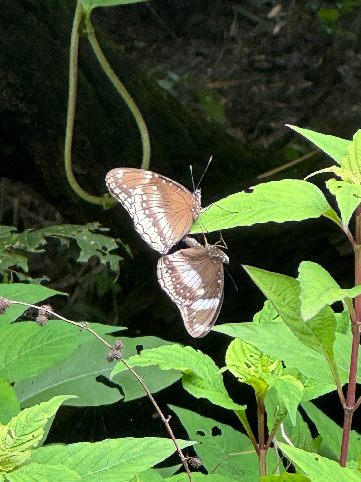 Great Eggfly