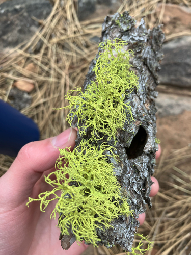 iNaturalist observation photo of wolf lichen