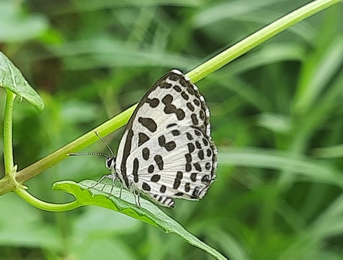 Common Pierrot