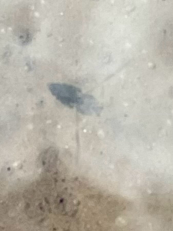iNaturalist observation photo of Backswimmers