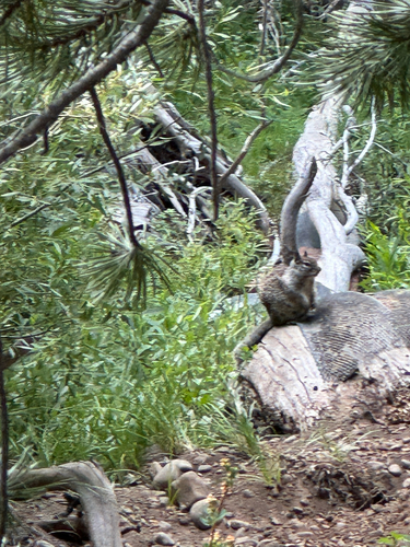 iNaturalist observation photo of California Ground Squirrel