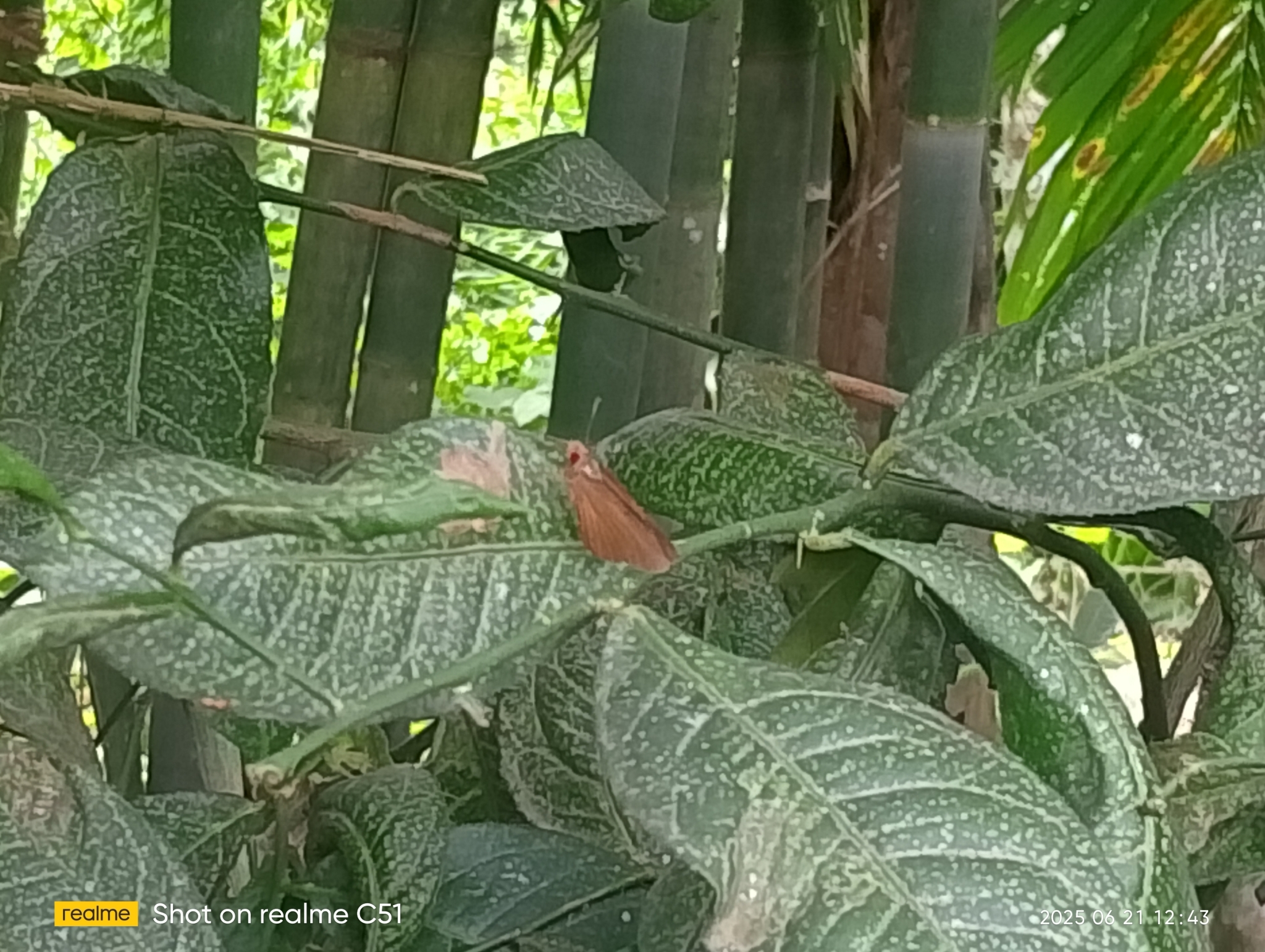 Common Branded Redeye