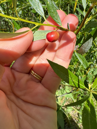 iNaturalist observation photo of Willow Apple Gall Sawfly