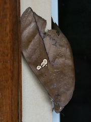 Phyllodes staudingeri