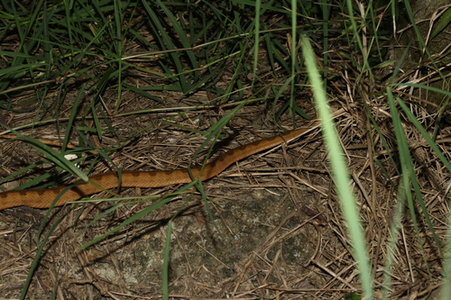 Elegant pitviper