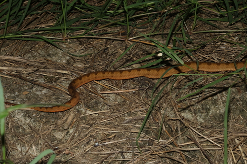 Elegant pitviper