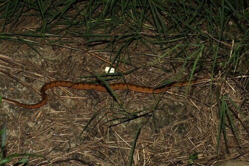 Elegant pitviper