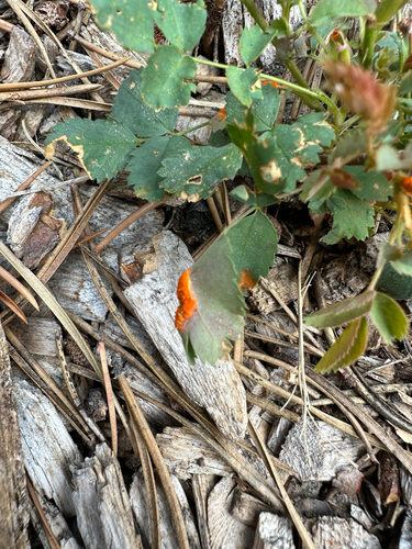 iNaturalist observation photo of rust fungi