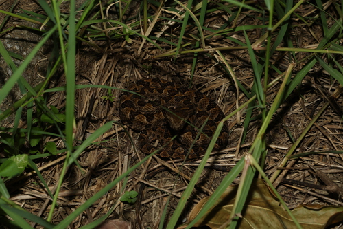 Elegant pitviper