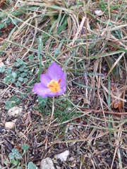 (c) Mike Grant, some rights reserved (CC BY) Crocus thomasii, photograph (c) Mike Grant, some rights reserved (CC BY)
