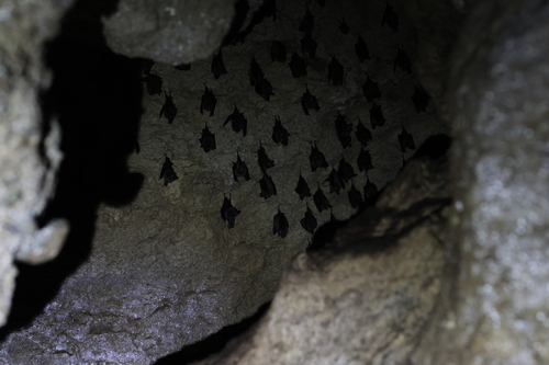 Hipposideros turpis observed 2025-06-17