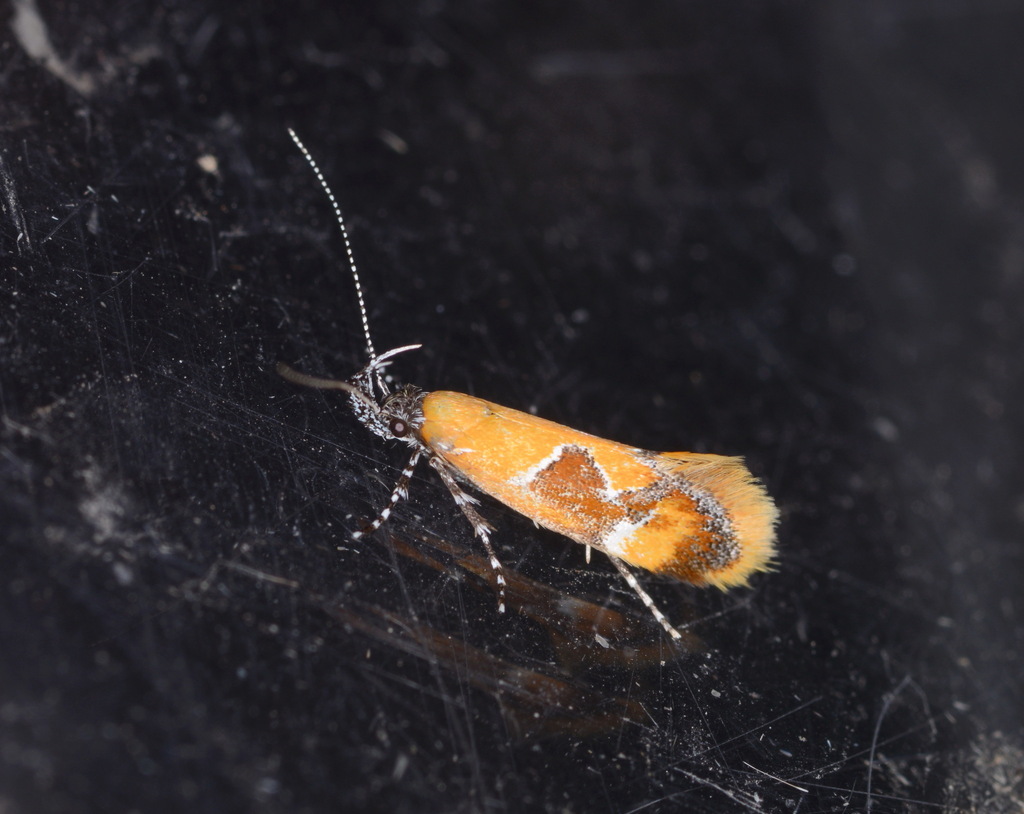 Callima bisinuella