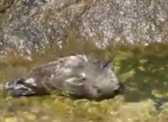 Arenaria melanocephala