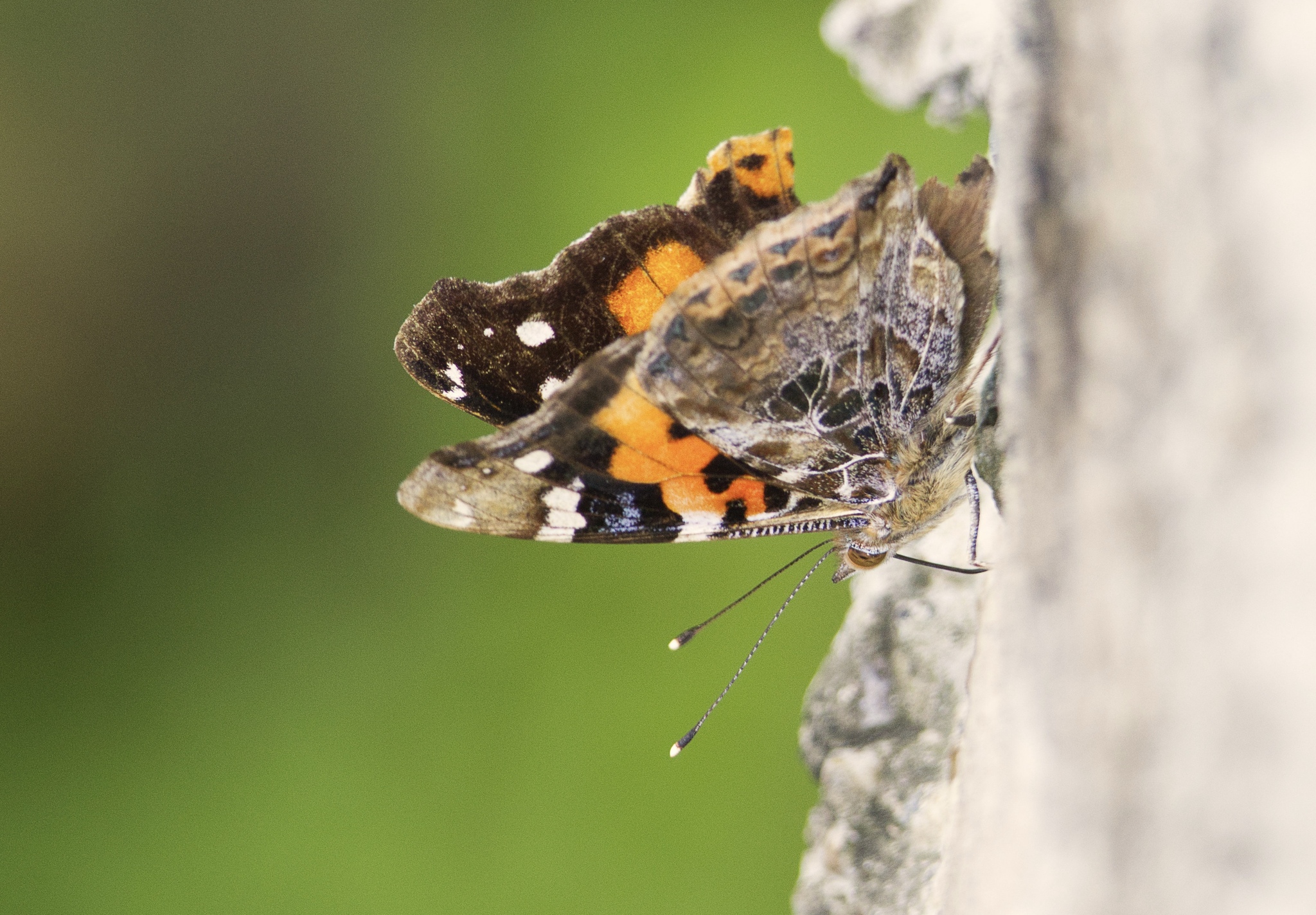 Indian Red Admiral