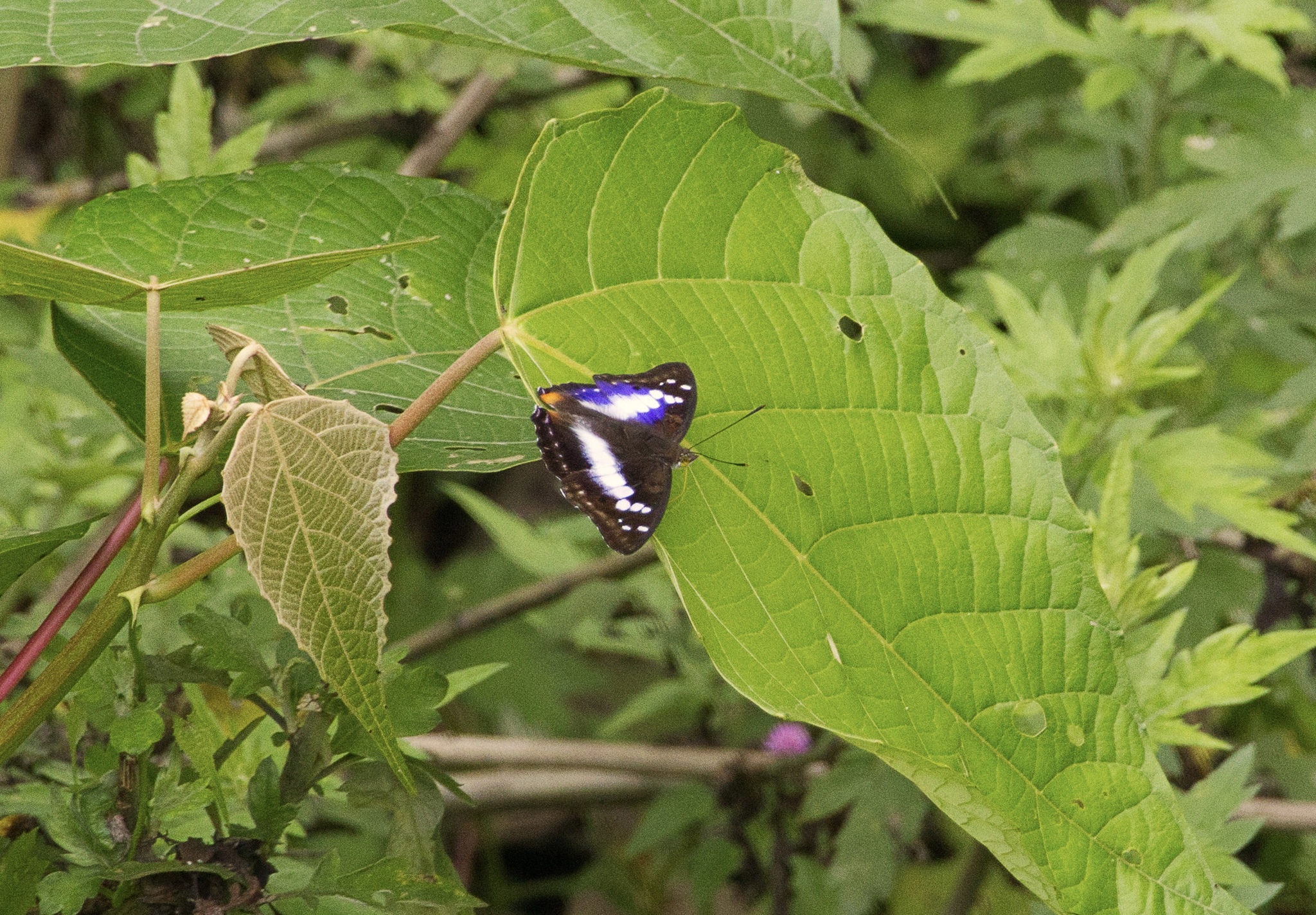 Indian Purple Emperor