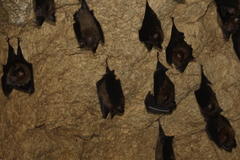 Lesser Leaf-Nosed Bat photo 2