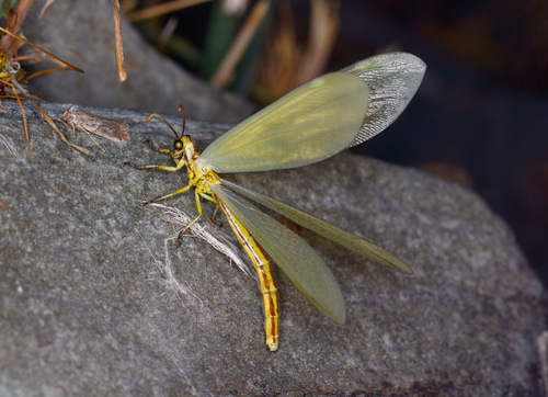 Myrmecaelurus paghmanus