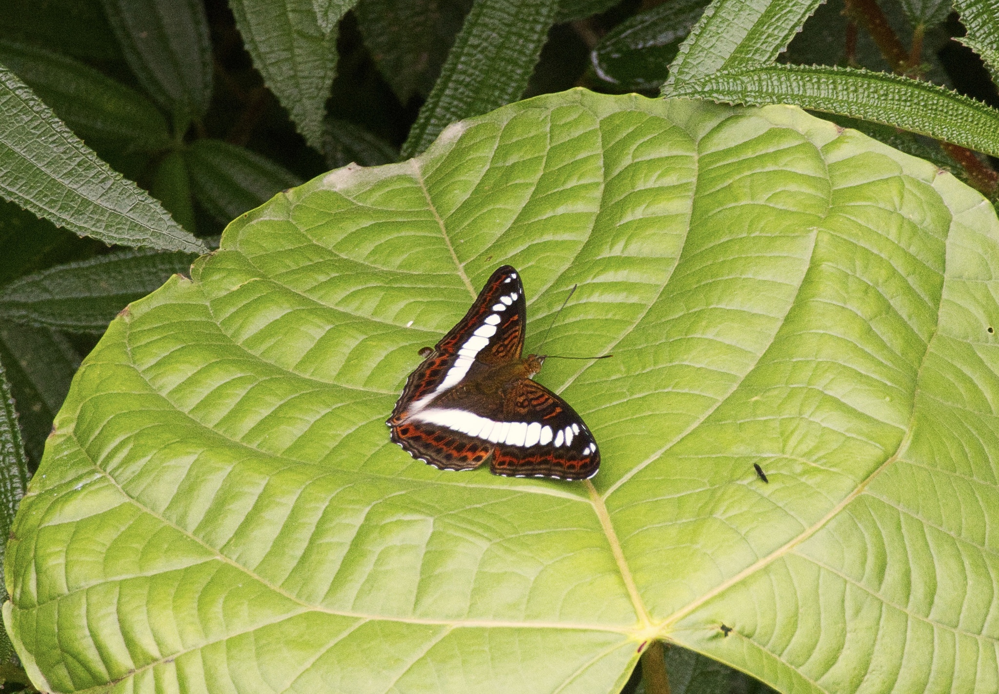 Scarce White Commodore