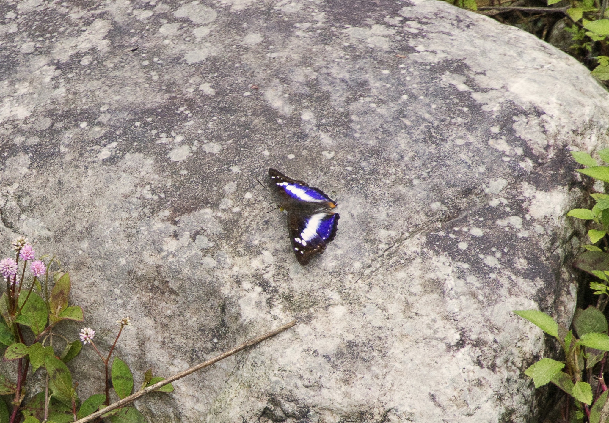 Indian Purple Emperor