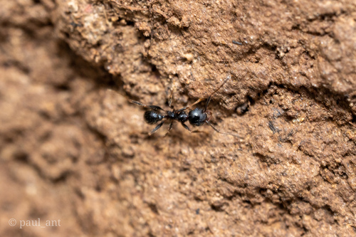 Pheidole wroughtoniiPheidole wroughtonii