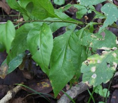 Solidago ulmifolia ulmifolia