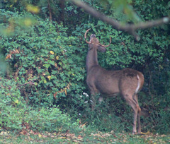 Odocoileus virginianus