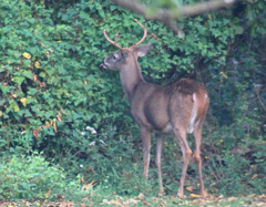 Odocoileus virginianus