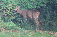 Odocoileus virginianus