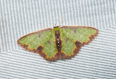 Synchlora decorata