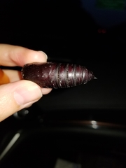 Citheronia sepulcralis