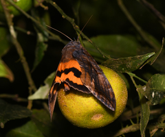 Eudocima serpentifera
