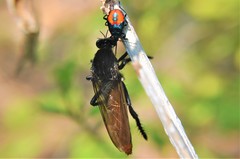 Archilestris magnificus