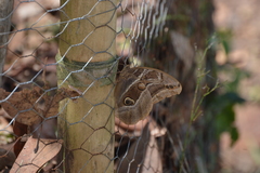 Eryphanis aesacus