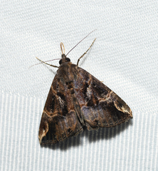 Hypena coatilis