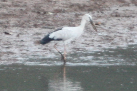 Anastomus oscitans