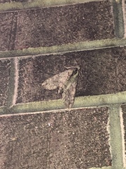 Ceratomia undulosa