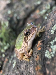 Hyla japonica