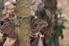 Eryphanis aesacus