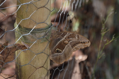 Eryphanis aesacus