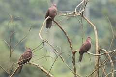 Patagioenas subvinacea