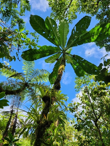 Morinda pacifica observed 2025-06-12