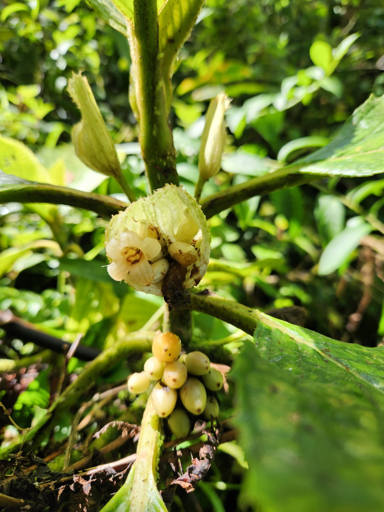Cyrtandra pogonantha