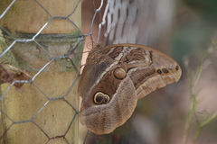 Eryphanis aesacus