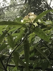 Hydrangea longifolia