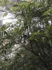 Hydrangea longifolia